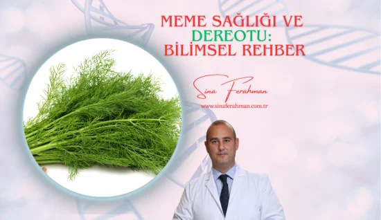 Meme Sağlığı ve Dereotu: Bilimsel Rehber | Nasıl Kullanılır, Kimler İçin Uygun, Ne Kadar Tüketilmeli?